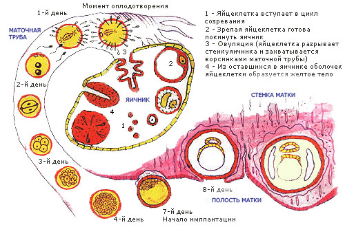 Механизм оплодотворения: схема начала беременности - первые дни