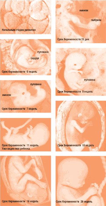 Раннее развитие: фото