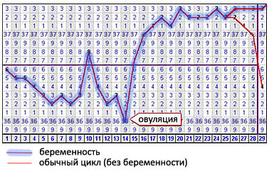 График базальной температуры (при беременности, без беременности)