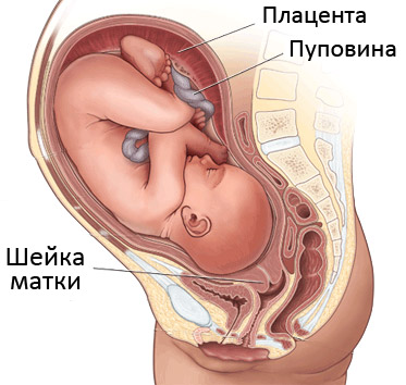Шейка матки при беременности