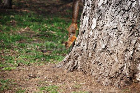 Белка и фундук - чем кормят?